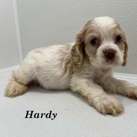 puppy, for, sale, Cockalier, Joe & Cherri  Overlease, dog, breeder, Miller, MO, dog-breeder, puppy-for-sale, forsale, nearby, find, puppyfind, locator, puppylocator, aca